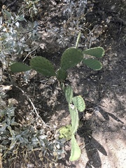 Opuntia laevis