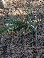 Xerophyllum asphodeloides