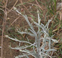 Xeranthemum cylindraceum