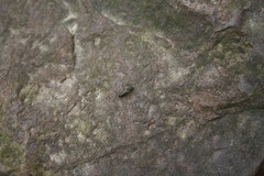 Dolerosomus silaceus