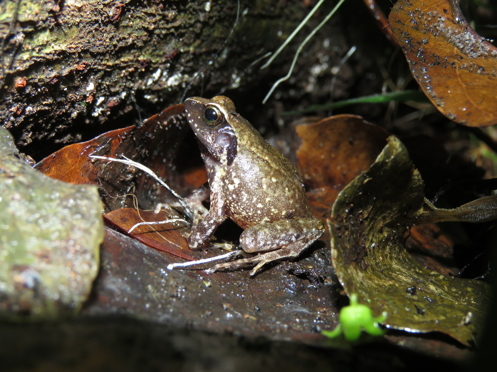 Adolf Friedrich's Squeaker Frog