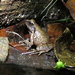 Rugegewald Screeching Frog - Photo (c) gauvain_saucy, some rights reserved (CC BY-NC), uploaded by gauvain_saucy