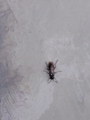 Macrophya punctumalbum