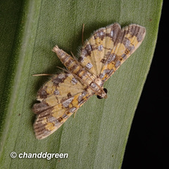 Eurrhyparodes tricoloralis