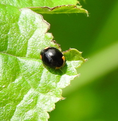 Hyperaspis reppensis
