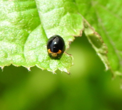Hyperaspis reppensis