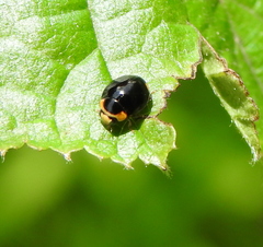 Hyperaspis reppensis