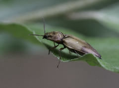 Stropenron hamata