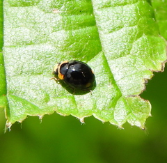 Hyperaspis reppensis