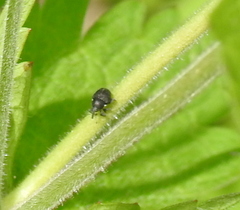 Zacladus