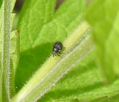Zacladus