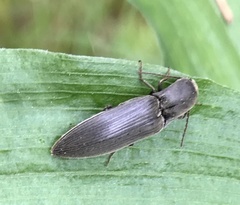 Agriotes pilosellus