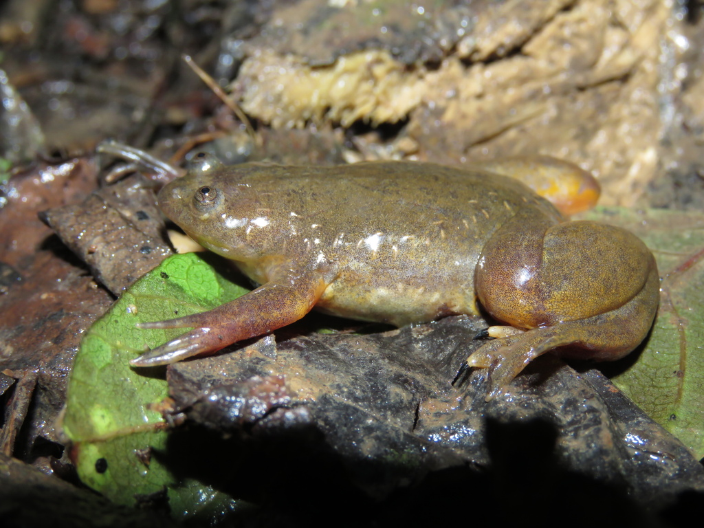 Uganda Clawed Frog