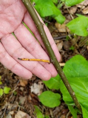 Aurantioporthe corni