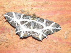 Mesastrape fulguraria