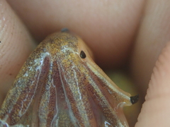 Uganda Clawed Frog photo 2