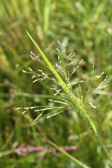 Panicum schinzii