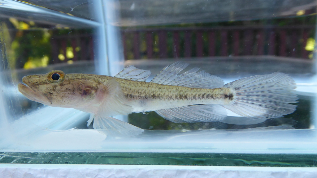 River goby (Glossogobius callidus) — Gobiidae