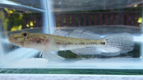River goby (Glossogobius callidus) — Gobiidae