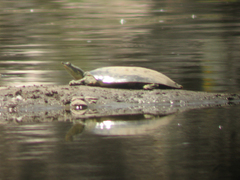 Apalone spinifera emoryi