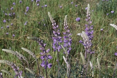 Lupinus excubitus austromontanus