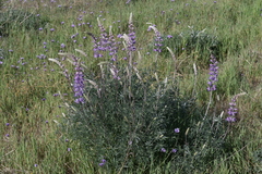 Lupinus excubitus austromontanus