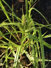 Carex comosa