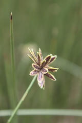 Cyperus marginatus
