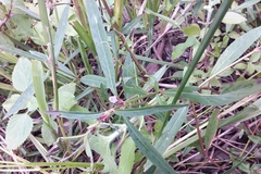Hygrophila ringens