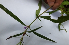 Hygrophila ringens