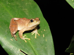 Phrynobatrachus auritus
