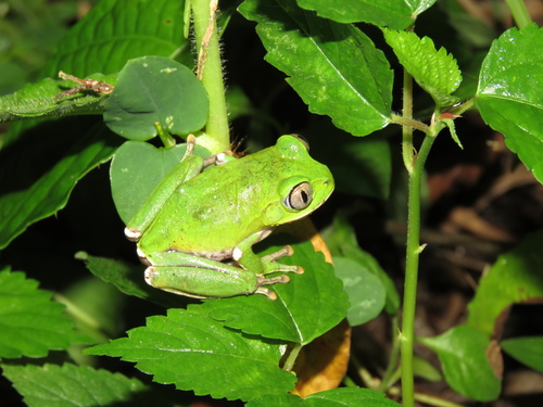 Christy's Tree Frog