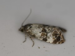 Cochylis