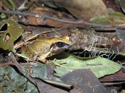 Rugegewald Screeching Frog