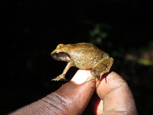 Rugegewald Screeching Frog