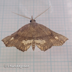 Throana pectinifer