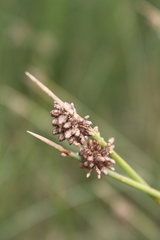 Afroscirpoides dioeca