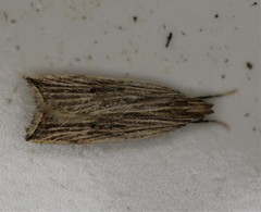 Helcystogramma hystricella