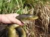 African Longfin Eel - Photo (c) Edouard, some rights reserved (CC BY-NC), uploaded by Edouard