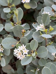 Trianthema portulacastrum