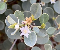 Trianthema portulacastrum