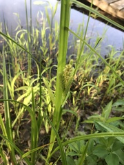 Carex frankii