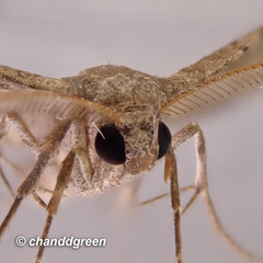 Throana pectinifer