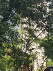 Callosciurus erythraeus