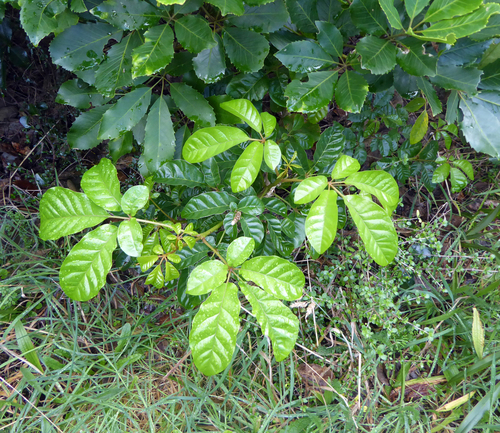 Vitex lucens