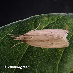 Chilo sacchariphagus