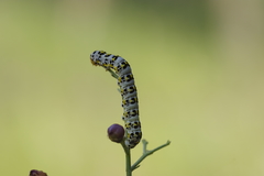 Cucullia scrophulariae