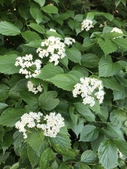 Viburnum rafinesqueanum