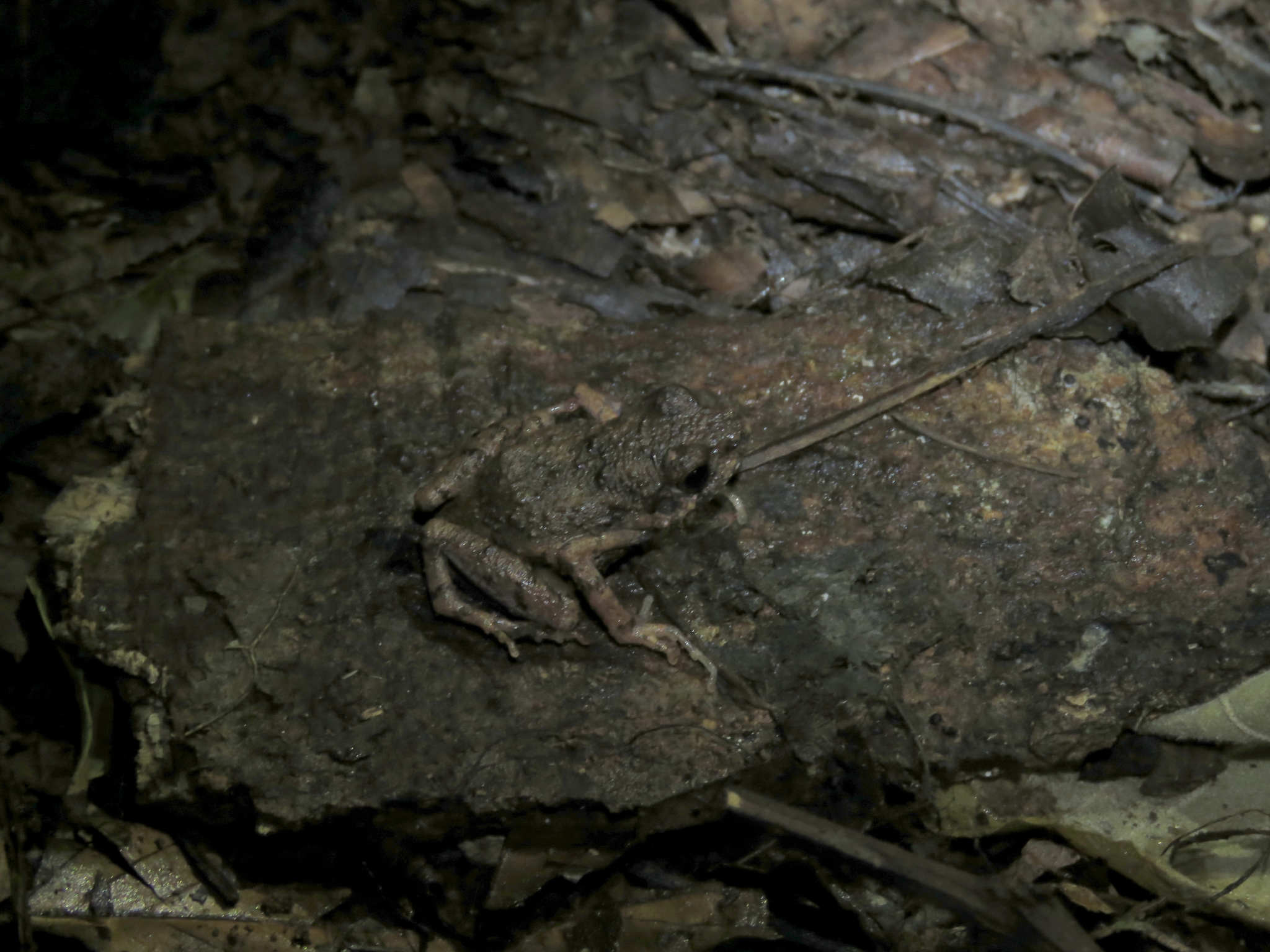 Arthroleptis adelphus Perret, 1966