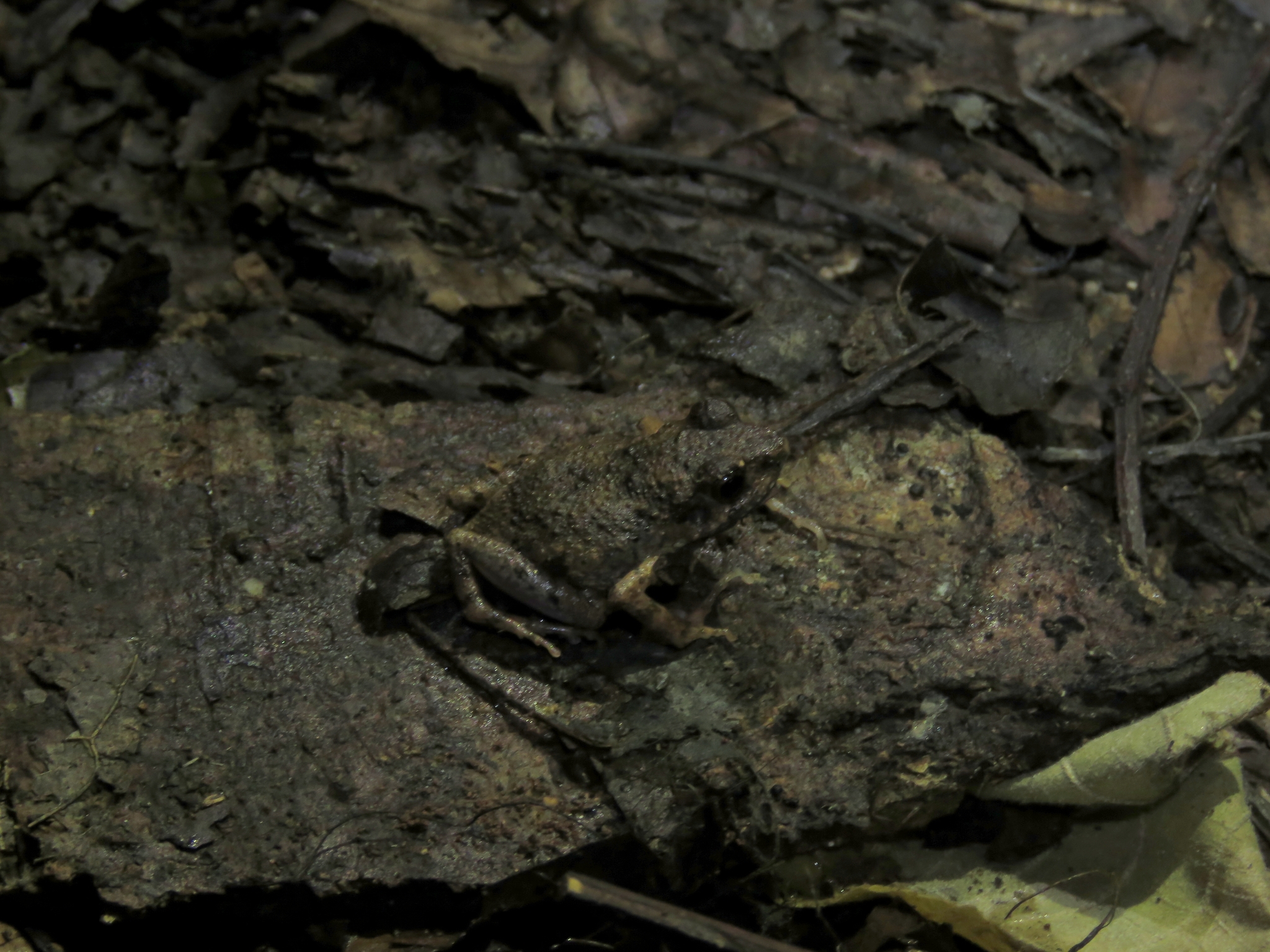 Arthroleptis adelphus Perret, 1966